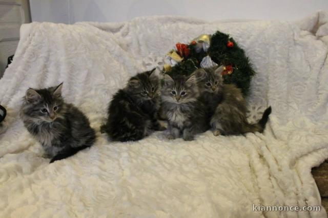 chaton main coon disponible de suite