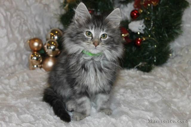 chaton main coon disponible de suite