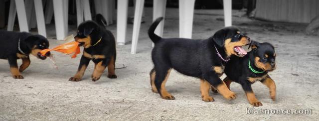 Chiots Rottweiler a Donné