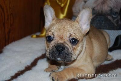 magnifique bouledogue à donner