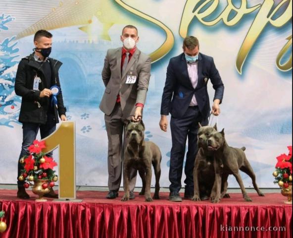 Cane Corso mâle pour étalon