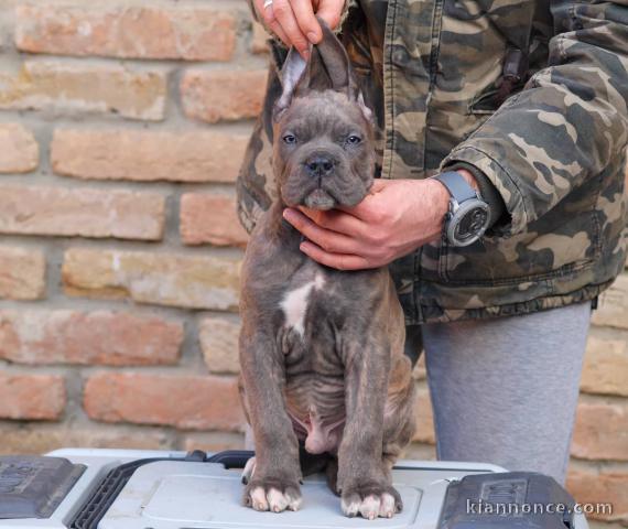 Cane Corso chiots à vendre