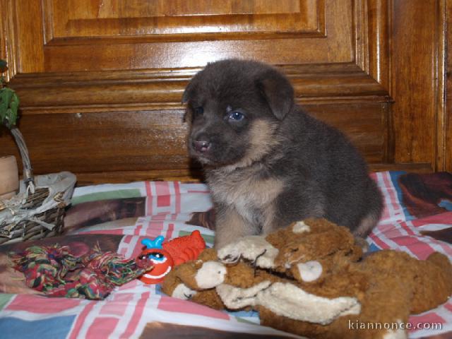 A donner chiot type berger allemand femelle