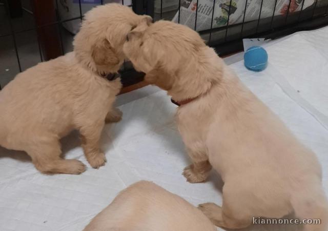 Chiots Golden Retriever à vendre