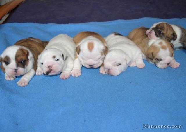 A donné chiots bulldog anglais 