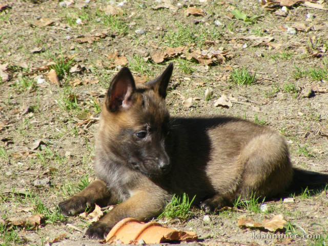 Magnifiques chiots Berger belge