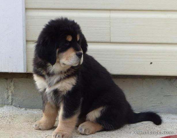 Chiots Mastiff Tibétain