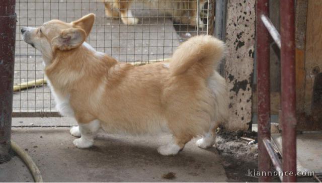 Welsh Corgi Pembroke chiots