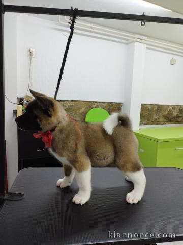 Akita américain chiots à vendre