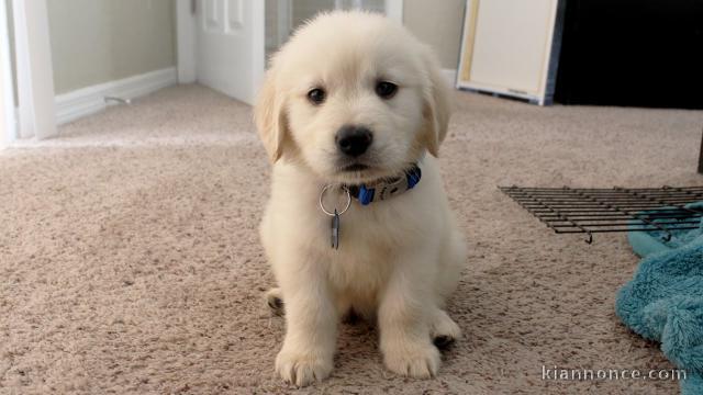 Chiots Golden Retriever à vendre