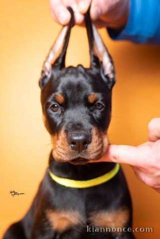 Dobermann chiots à vendre