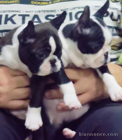 Boston Terrier chiots à vendre