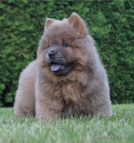 Chiots chowchow a donné