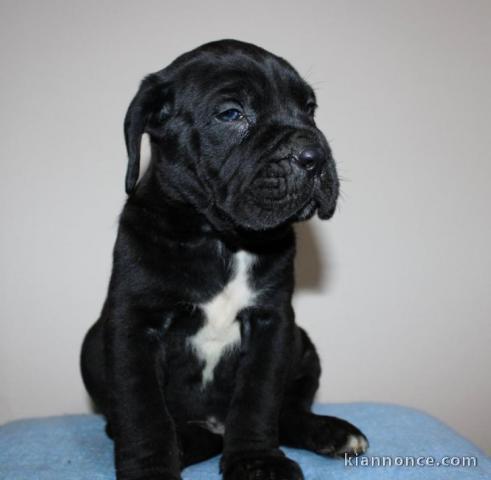 Cane Corso chiots à vendre