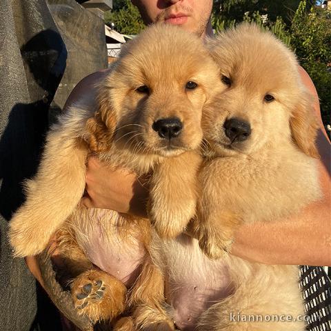 Chiots Golden Retriever disponibles à vendre Chiots Golden Retrie