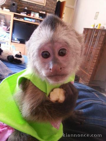 Beaux singes capucins à vendre   mâles et femelles sont disponibl