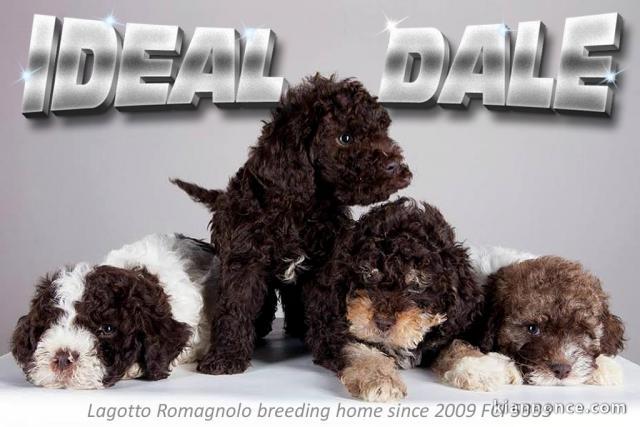 Lagotto Romagnolo chiots