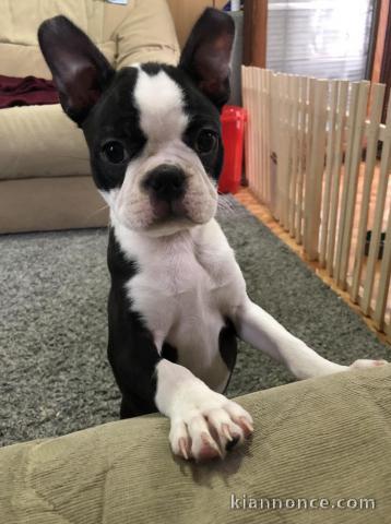 Boston Terrier femelle chiot