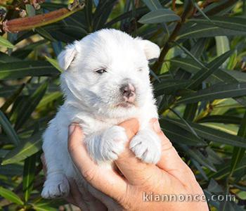 chiot westie de trois mois