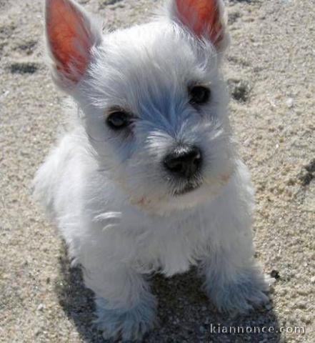 chiot westie trois mois