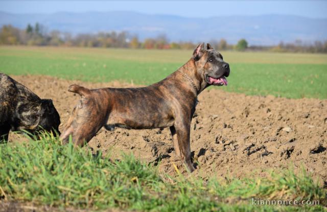 Cane Corso mâle a vendre