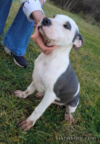 Pit-bull terrier américain CHIOTS