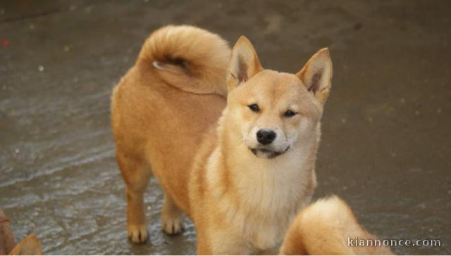 Shiba Inu chiots à vendre