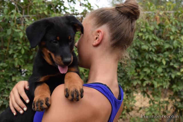 Chiots Berger de Beauce