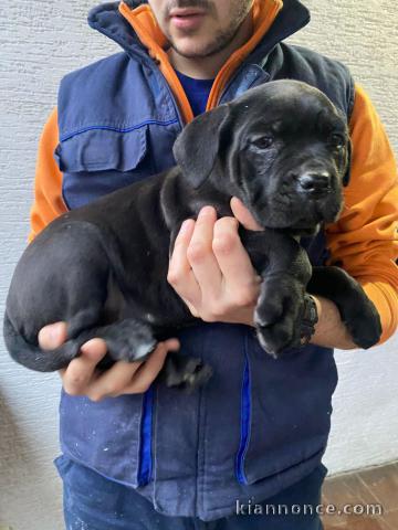 Cane Corso chiots à vendre