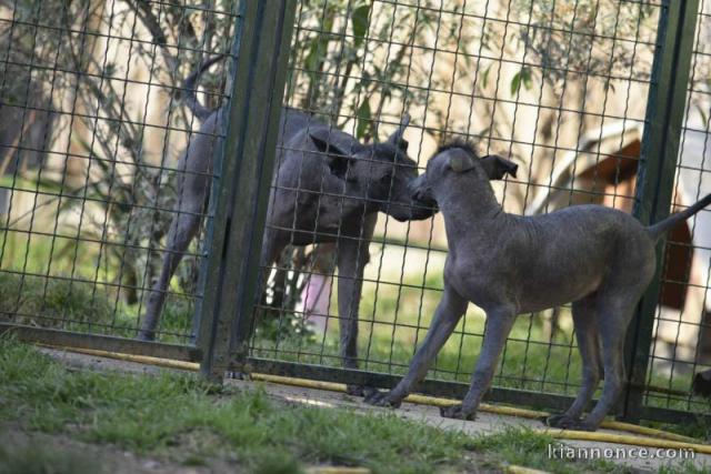 Chien nu mexicain chiots à vendre