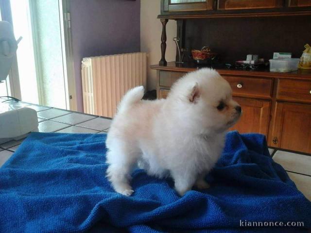 Chiot Spitz nain en parfaite santé