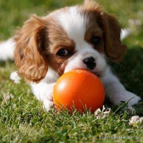 Chiots Cavalier King Charles Spaniel