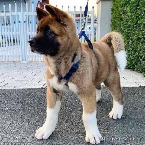 Nous avons deux beaux chiots Akita prêts pour leurs nouvelles mai