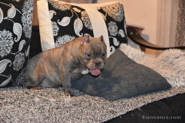 Micro Bully chiots à vendre