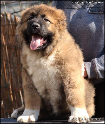 Berger du Caucase chiots à vendre