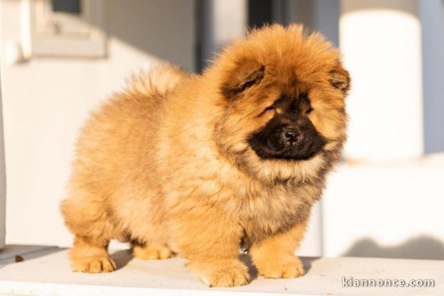 Chow Chow chiots à vendre