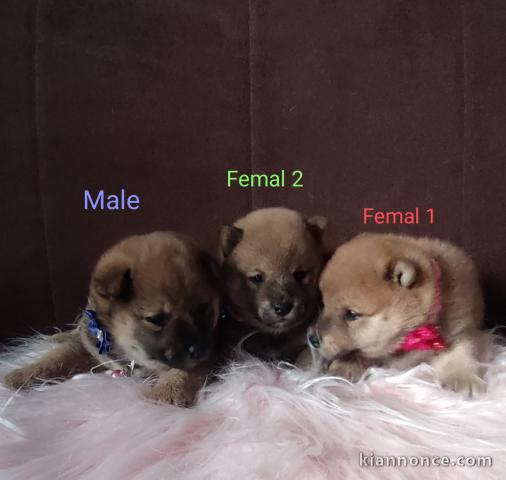 Shiba Inu chiots à vendre