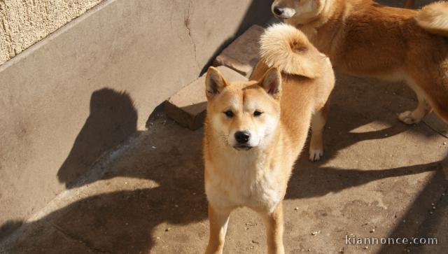 Shiba Inu chiots à vendre