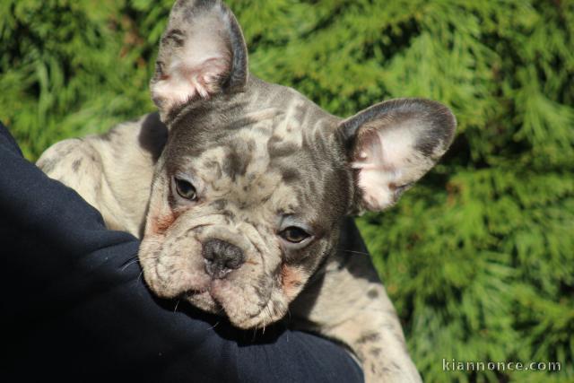 Bouledogue français exotique chiots