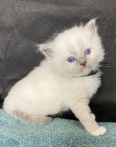 adorable chaton ragdoll