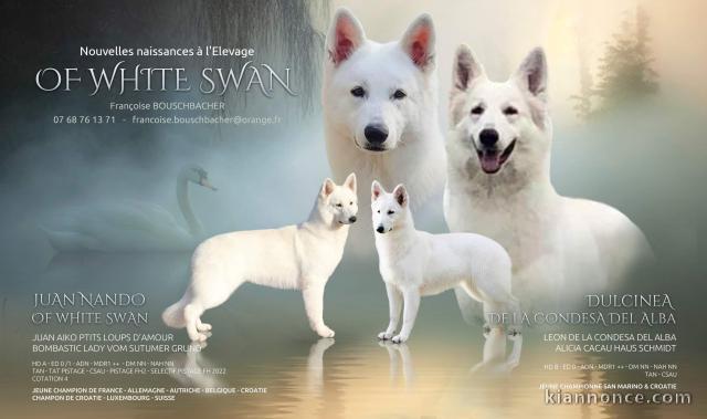 Chiots Berger Blanc Suisse