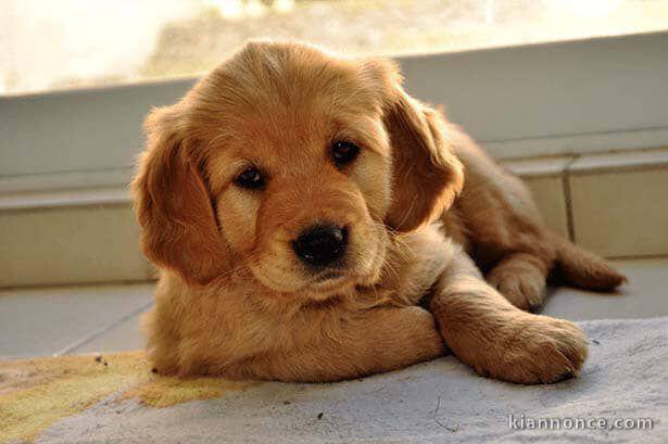 Chiot golden retriever trois mois