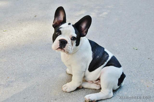 Don de chiot bouledogue français trois mois