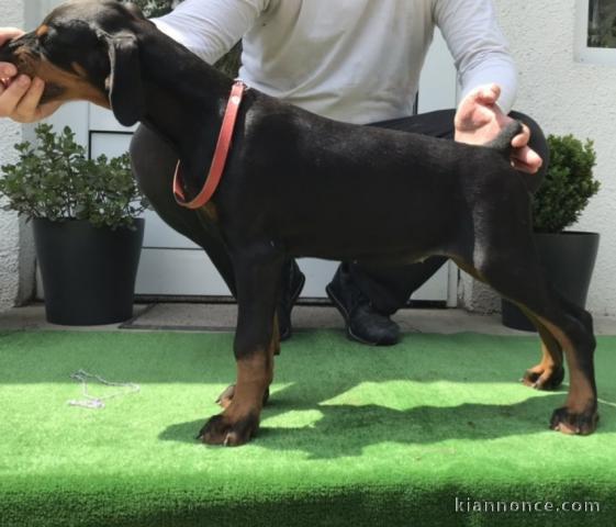 Dobermann chiots à vendre