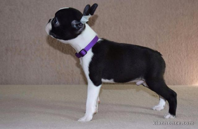 Boston Terrier chiots à vendre