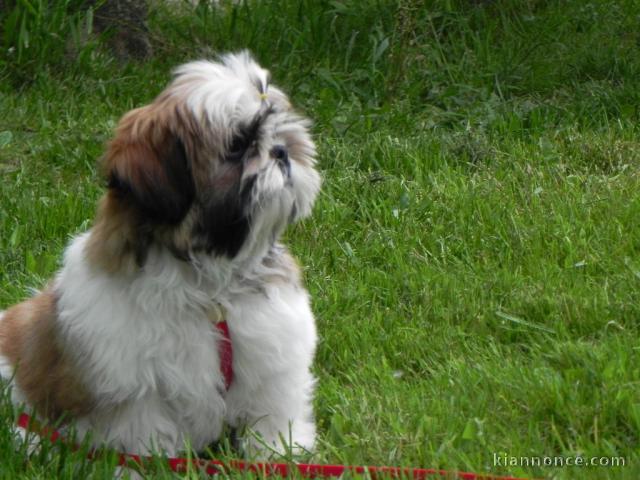 Chiots shih-tzu femelle a donné