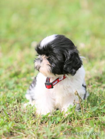 Chiots shih-tzu femelle a donné