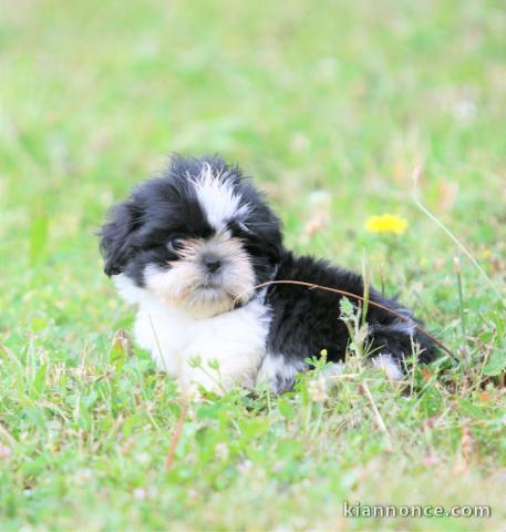 Chiots shih-tzu femelle a donné