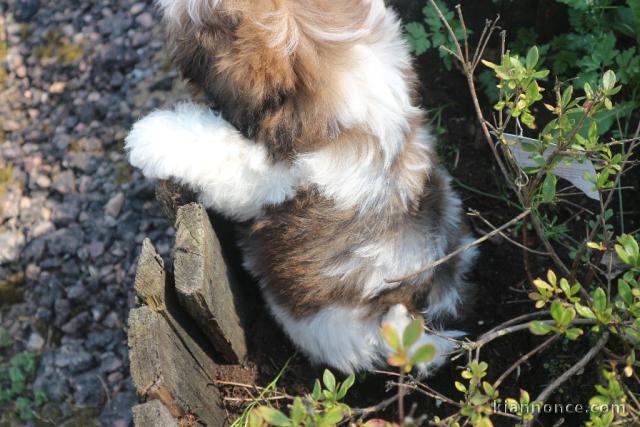 Chiots shih-tzu femelle a donné