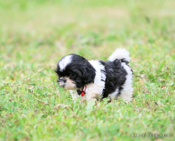 Chiots shih-tzu femelle a donné